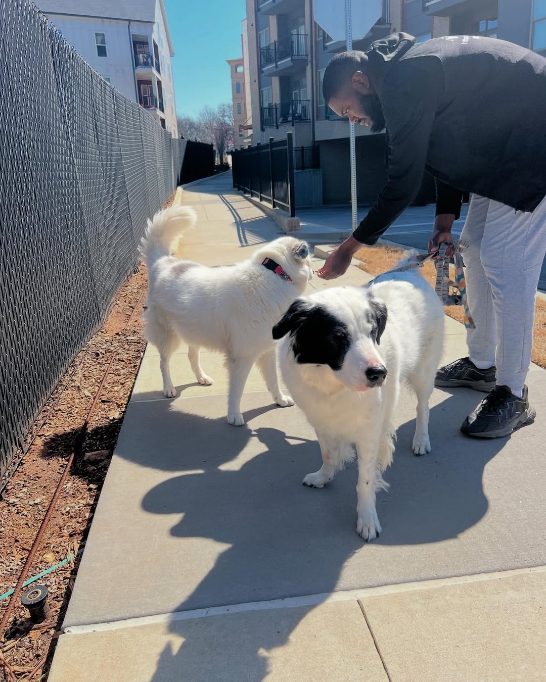 Young Atlanta Man Starts Black-Owned Mobile Dog Walking Businesses in Georgia